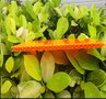 蜂窝阳光板厂家
