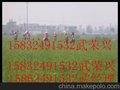 供应华北毛桃树苗基地石家庄毛桃树苗