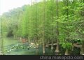 水杉供应商家