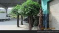 榕树