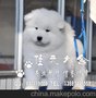 广州佳元狗卖出售精品萨摩幼犬 特价推送 三年质保