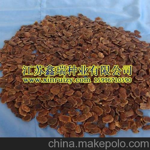 黃花梨黃花梨 大量批發(fā)林木種子圖片
