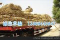工程遮荫、保暖用草制品 工程帘 防寒帘诚信草编