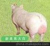 优质大白种猪/老白干斯格猪供/大白种猪/优质大白种猪大白种猪供应商