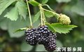 qianwei056红树莓加工生产设备厂家