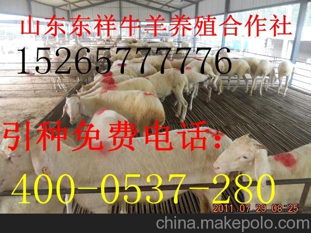 小尾寒羊羊苗的價(jià)格 近養(yǎng)羊技術(shù)圖片