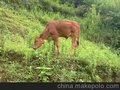 云祥肉业 专业养殖  优质耕牛 牛犊子 中等牛