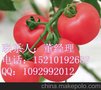 供应荷兰耐热番茄种子