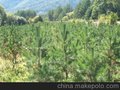 苗圃直接供应内蒙古园林绿化苗木樟子松