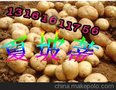 供应金辉颗源土豆种子高产土豆种子夏波蒂
