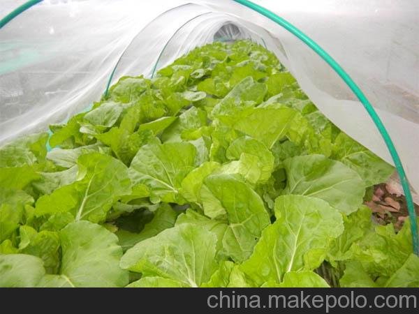 供應(yīng)重華多種防蟲(chóng)網(wǎng)*塑料防蟲(chóng)網(wǎng) *30目~60目防蟲(chóng)網(wǎng)圖片