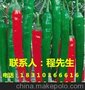 供应中农辣椒种子价格 优质辣椒种子