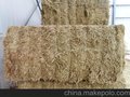 供应紫花苜蓿--牛羊的爱