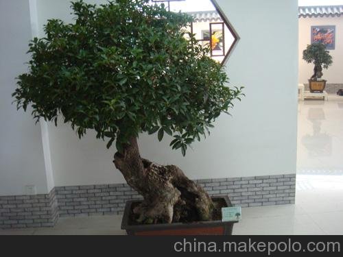 青州桂花批發(fā)市場(chǎng)青州桂花盆景高檔桂花盆景圖片