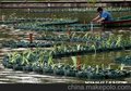 新水生植物价格--俊杰花卉