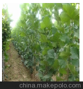 12公分椿樹價格/萬森苗圃供/20公分法桐報/12公分椿樹價格圖片