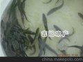 2012年广东杂交生鱼苗 杂交黑鱼鱼苗 杂交乌鱼鱼苗 杂交黑鱼