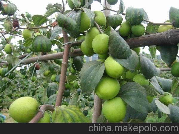 臺(tái)灣大青棗果苗新品種 蜜絲棗苗 臺(tái)南棗苗 果大肉厚脆弱甜圖片