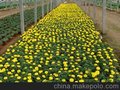 山东大量出售各种草花苗木 孔雀草彩叶草各种草花价格便宜