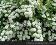 供应绣线菊