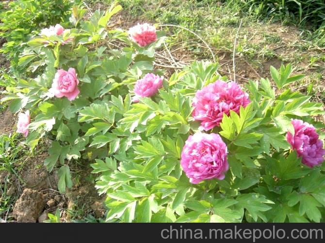 供應(yīng)多年生牡丹芍藥圖片