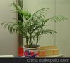上海办公室花草/办公室花草租赁/出租/租摆/摆放