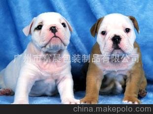 3D光柵PET材料裝飾畫動物狗系列圖片