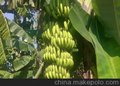 供应天然香蕉浓缩浆进口香蕉泥