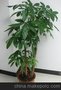 中山植物租摆 中山花卉租摆 中山绿植租摆 中山园艺工程
