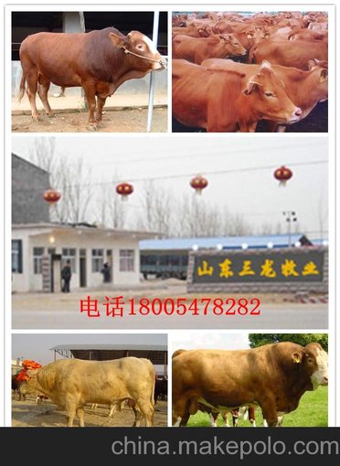 山東三龍牧業(yè)長期供應(yīng)各種牛羊各種馬驢圖片