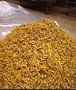 供应金凯野菊花烘干机