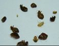供应深圳专用臭虫药杀臭虫彻底