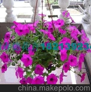 大量供應綠化小盆栽/垂吊牽牛/家庭觀(guān)花植物圖片