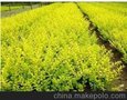 河北金叶水腊最新价格