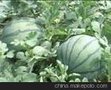 山东聊城莘县董杜庄镇西瓜种植地