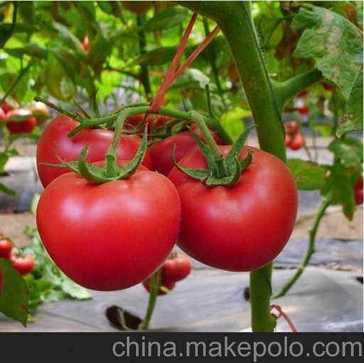 供應(yīng)凱特西紅柿種子越夏番茄種子--宙斯盾圖片