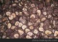 供应其他食品食用菌制品