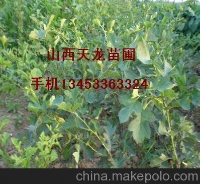 山楂苗 供應山楂苗 山楂苗價格 優(yōu)質(zhì)山楂苗 山楂種苗圖片
