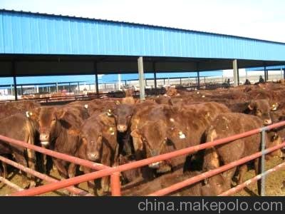 肉牛犢，肉牛，魯西黃肉牛，西門塔爾肉牛山東重山牧業(yè)肉牛肉羊調(diào)撥基地圖片