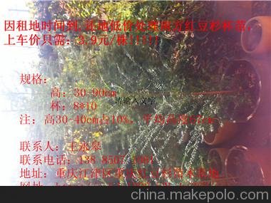 供應(yīng)重慶紅豆杉苗木基地，出售曼地亞紅豆杉小苗圖片