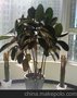 xb萧山室内大植物租凭