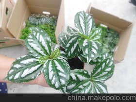批发迷你小盆栽观叶植物吸收有毒物质办公室内植物（A90）冰水花