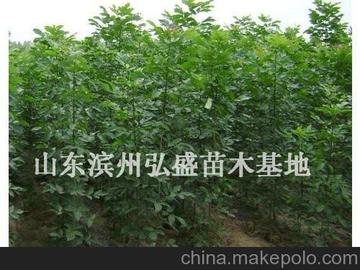 供应山东红叶白蜡价格